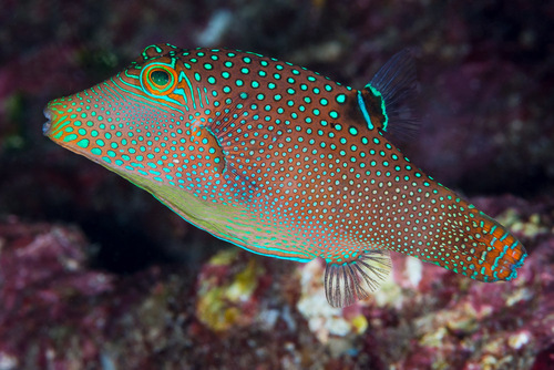 False-eye toby (Canthigaster solandri) — Tetraodontidae