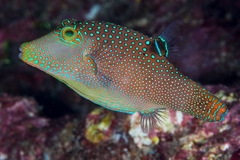 Canthigaster solandri
