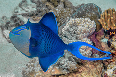 Odonus niger