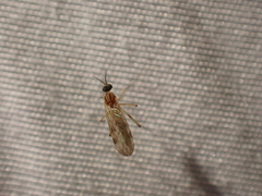 Anisopodidae