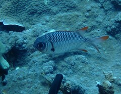 Myripristis violacea