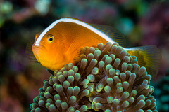 Amphiprion sandaracinos