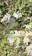 Psolodesmus mandarinus dorothea