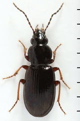 Pterostichus strenuus