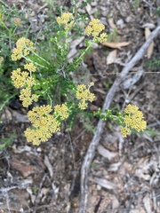 Ozothamnus obcordatus