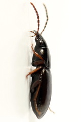 Pterostichus strenuus