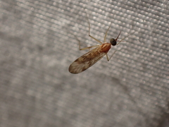 Anisopodidae
