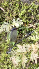 Psolodesmus mandarinus dorothea