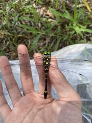 Epophthalmia elegans