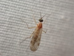Anisopodidae