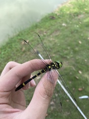 Epophthalmia elegans