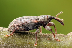 Dorytomus taeniatus