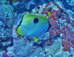 Chaetodon unimaculatus