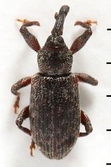 Dorytomus taeniatus
