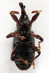 Dorytomus taeniatus