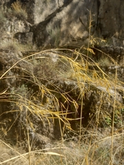 Celtica gigantea