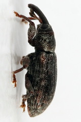 Dorytomus taeniatus
