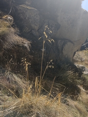 Celtica gigantea