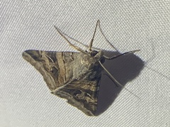 Melipotini