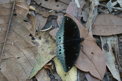 Lexias pardalis jadeitina