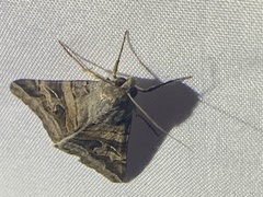 Melipotini