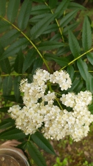 Sorbus