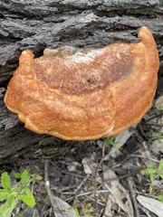 Trametes coccinea