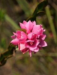 Boronia serrulata