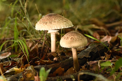 Chlorophyllum olivieri