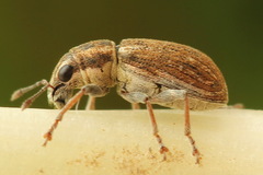 Sitona suturalis