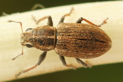 Sitona suturalis