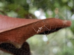 Argyrodes fissifrons