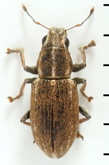 Sitona suturalis