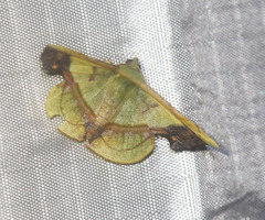 Fascellina plagiata