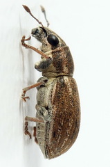 Sitona suturalis