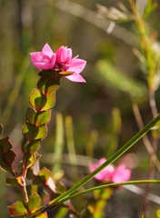 Boronia serrulata
