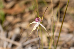 Caladenia venusta