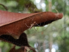 Argyrodes fissifrons