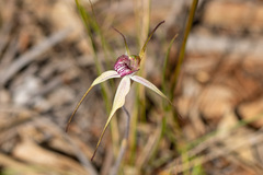 Caladenia venusta