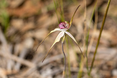 Caladenia venusta