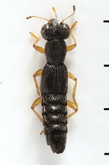 Stenus flavipes