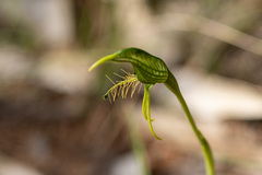 Pterostylis unicornis