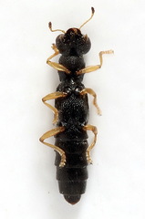 Stenus flavipes