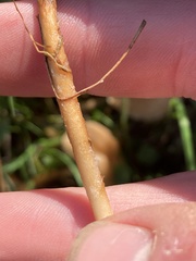 Marasmius oreades