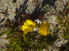 Hemimeris sabulosa