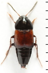 Tachinus rufipennis