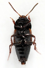 Tachinus rufipennis