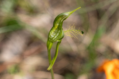Pterostylis unicornis