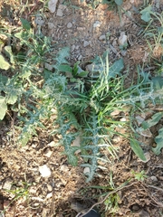Galactites tomentosus
