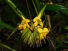 Molineria capitulata